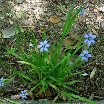 200 Blue-Eyed Grass Seeds - Seed World