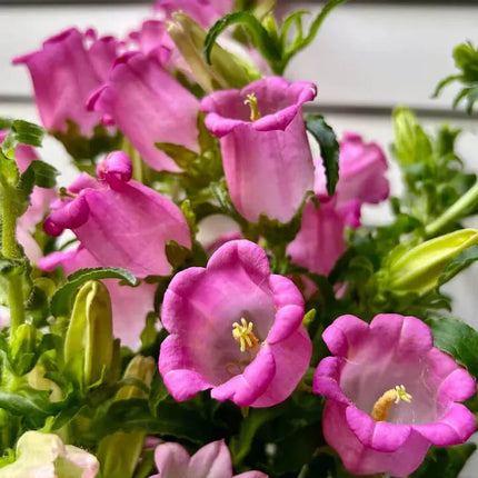 200 Canterbury Bells (Campanula medium) Flower Seeds - Seed World