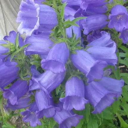 200 Canterbury Bells (Campanula medium) Flower Seeds - Seed World