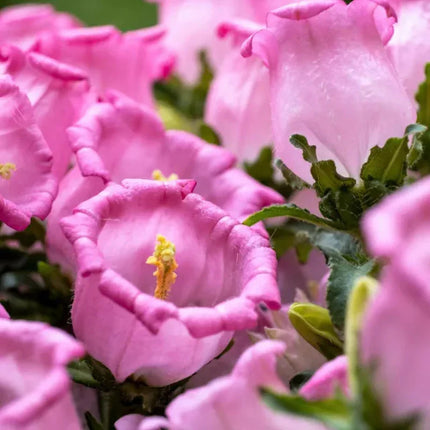 200 Canterbury Bells (Campanula medium) Flower Seeds - Seed World
