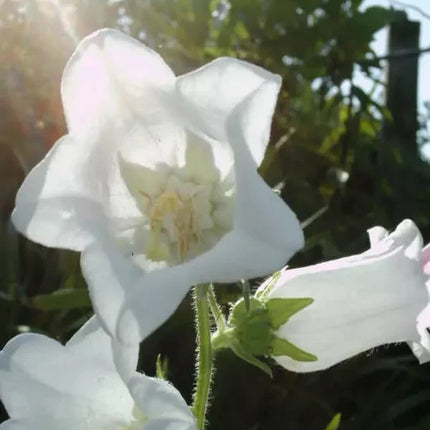 200 Canterbury Bells (Campanula medium) Flower Seeds - Seed World