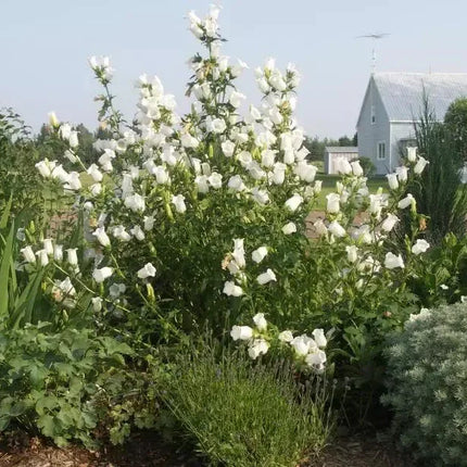 200 Canterbury Bells (Campanula medium) Flower Seeds - Seed World