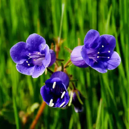 200 Canterbury Bells (Campanula medium) Flower Seeds - Seed World