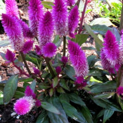 200 Celosia Spicata Flamingo Seeds - Seed World