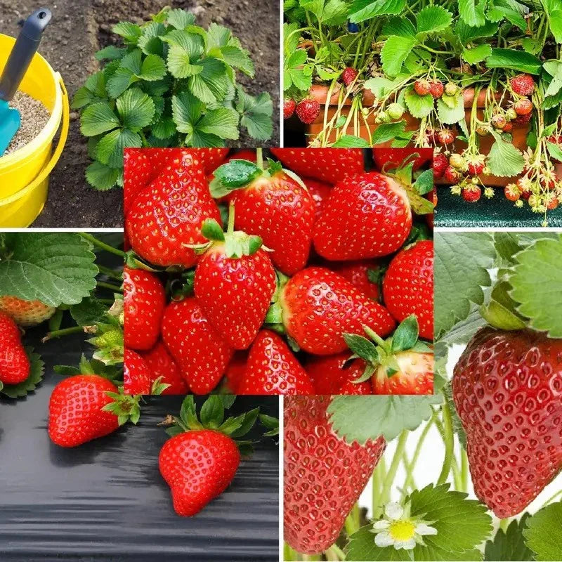 200 Climbing Strawberry Seeds - Seed World
