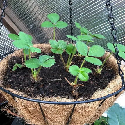 200 Cream Strawberry Seeds - Seed World