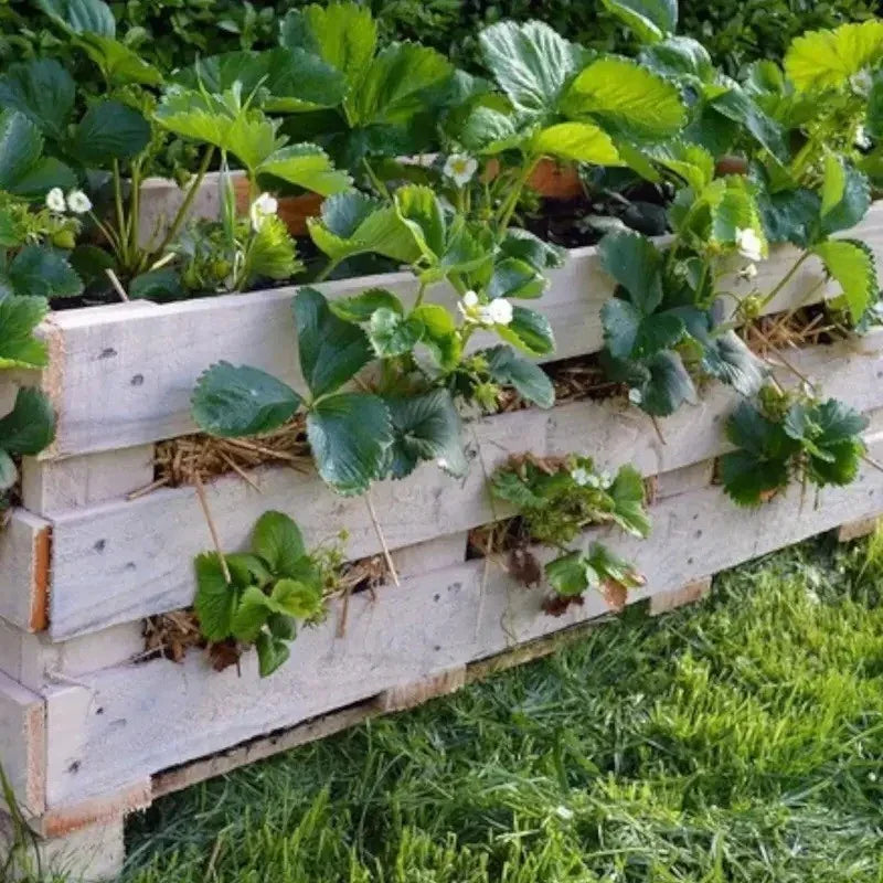 200 Cream Strawberry Seeds - Seed World