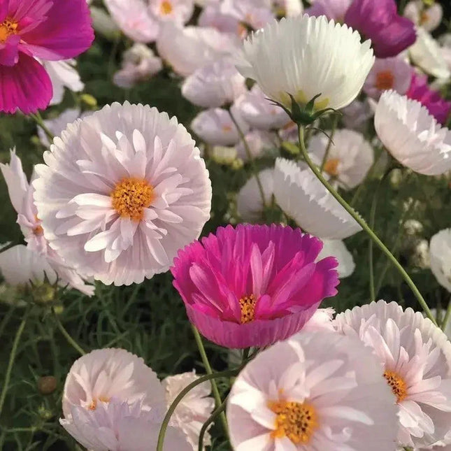 200 Cupcakes and Saucers Mix Cosmos Seeds - Seed World
