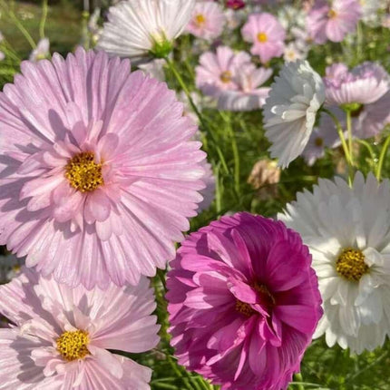 200 Cupcakes and Saucers Mix Cosmos Seeds - Seed World