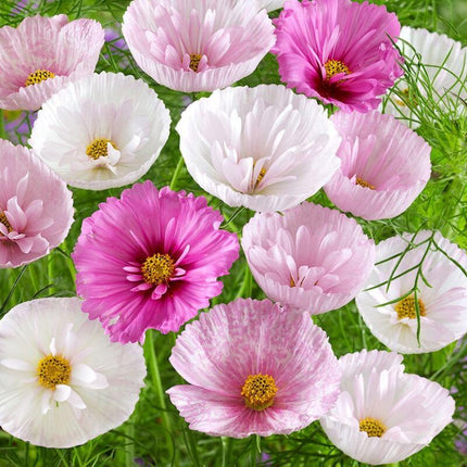 200 Cupcakes and Saucers Mix Cosmos Seeds - Seed World