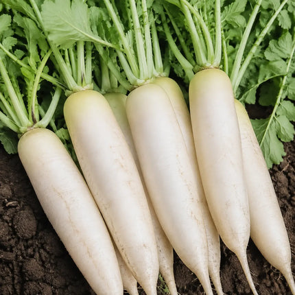 200 Daikon Radish Seeds