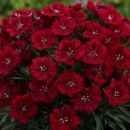 200 Dianthus Dunetti Seeds
