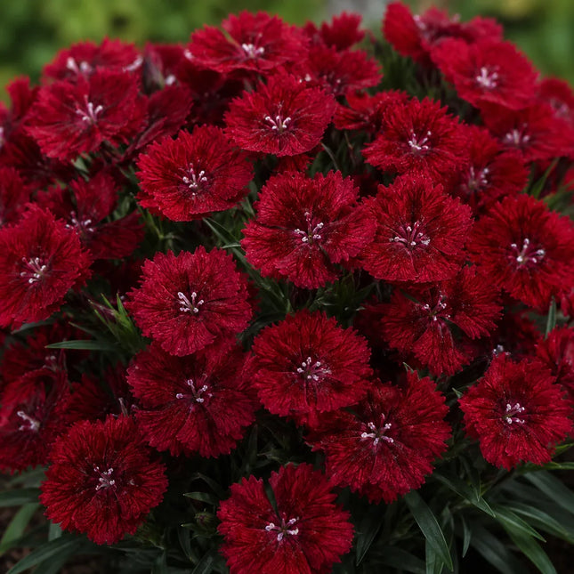 200 Dianthus Dunetti Seeds