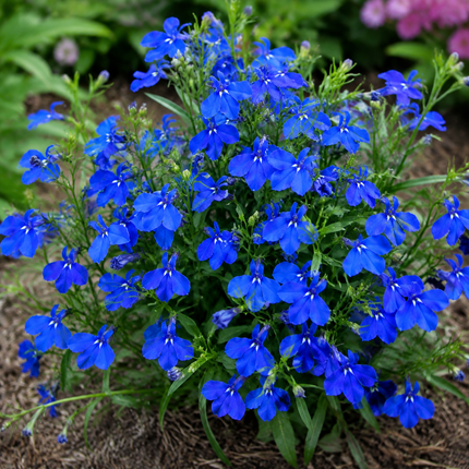 200 Electric Blue Lobelia Monsoon Seeds