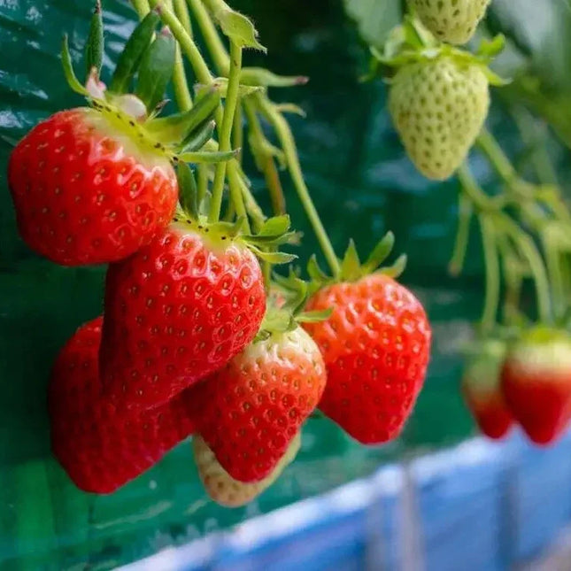 200 Everbearing Strawberry Seeds - Seed World