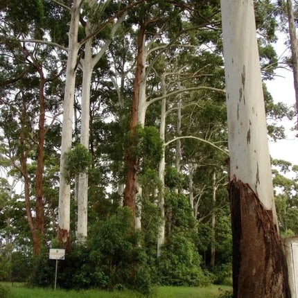200 Grand Eucalyptus Seeds – Eucalyptus grandis - Seed World