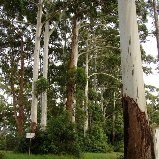200 Grand Eucalyptus Seeds – Eucalyptus grandis - Seed World