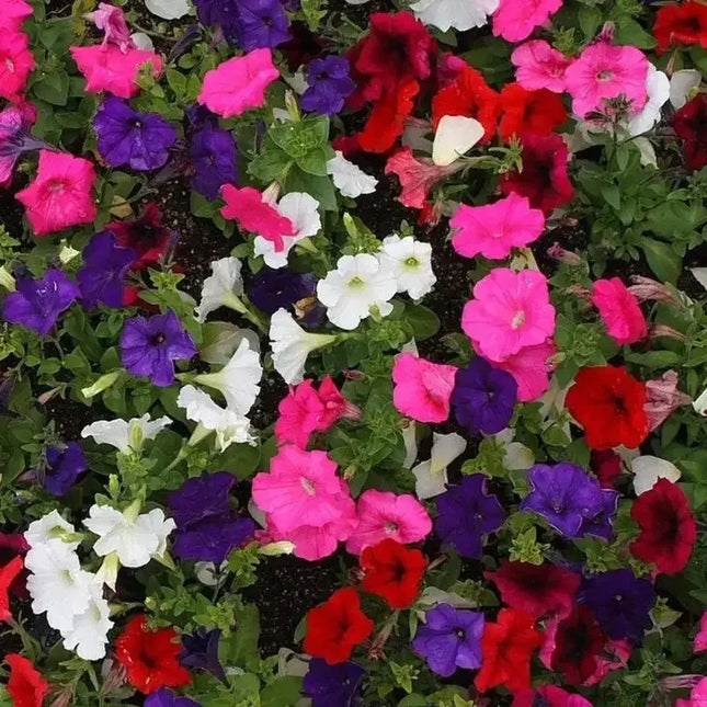 Multicolored petunia flowers including pink, red, white, and purple.