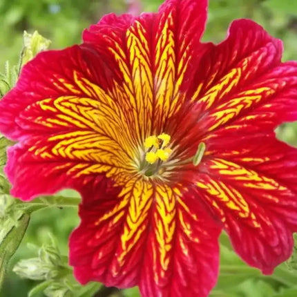 Close-up of a vibrant red and yellow flower with green leaves in the background