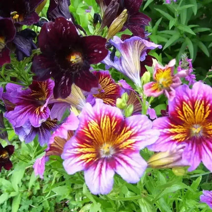 Colorful salpiglossis flowers with green leaves in a garden setting