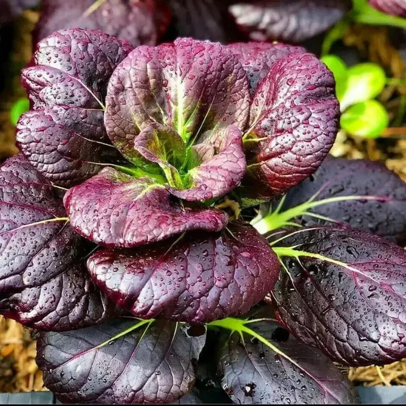 200 Purple Lady Bok Choy Seeds - Seed World