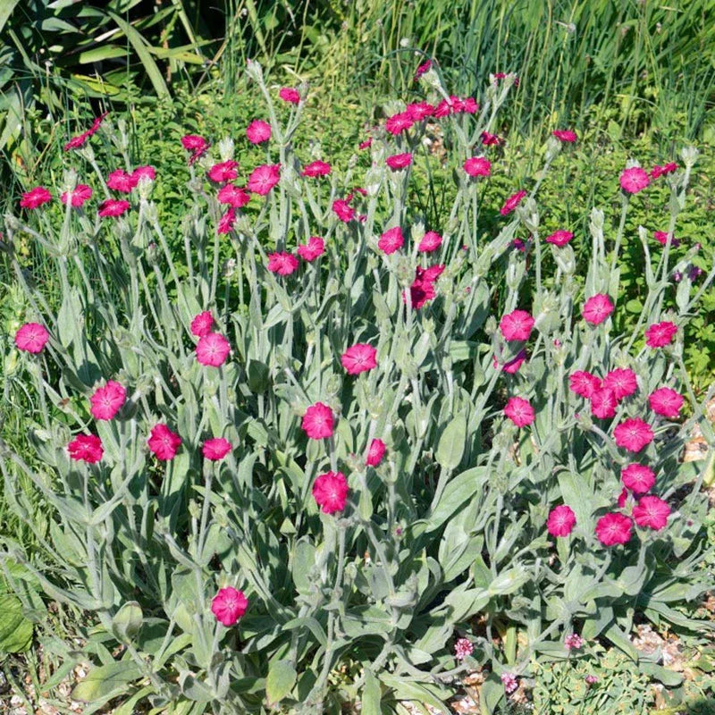 200 Rose Campion - Lychnis Coronaria Seeds - Seed World