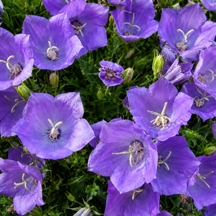 200 Tussock Bellflower Seeds – Platycodon grandiflorus