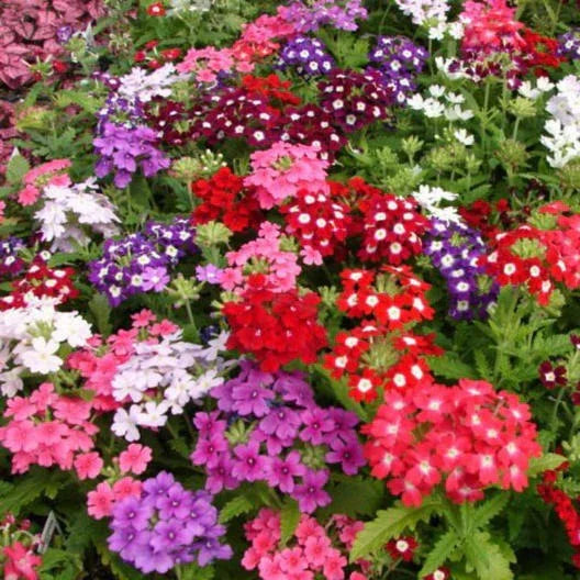 200 Verbena - Mixed Seeds - Seed World