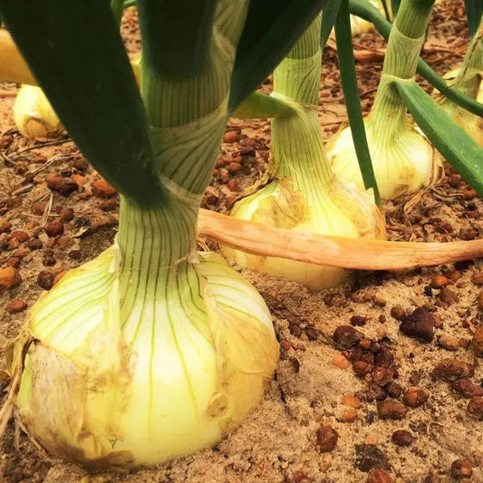 200 Vidalia Onion – Yellow Granex Seeds - Seed World