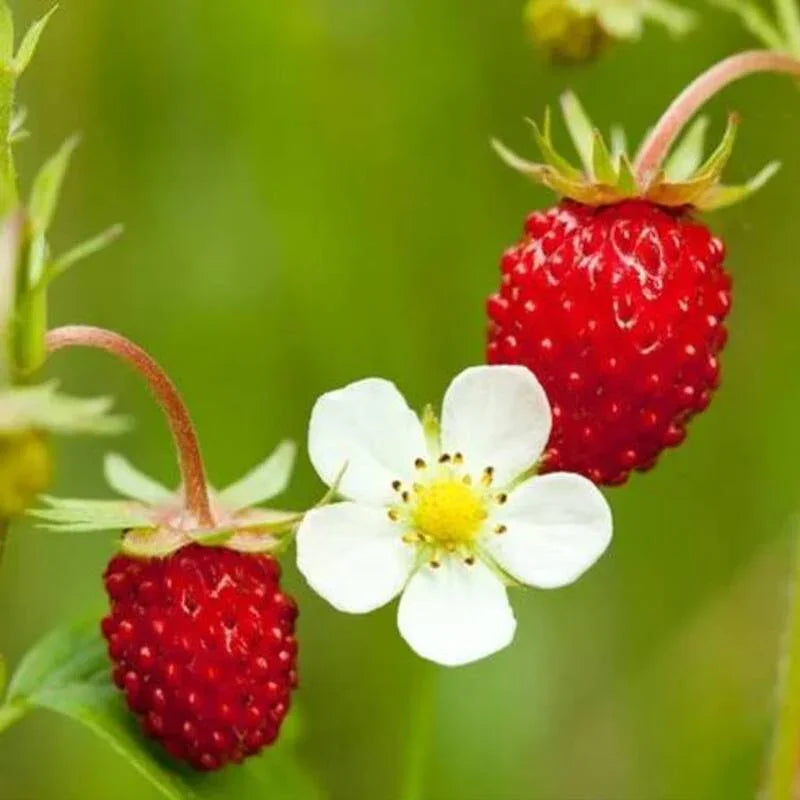 200 Wild Red Strawberry Seeds - Fragaria Vesca - Seed World