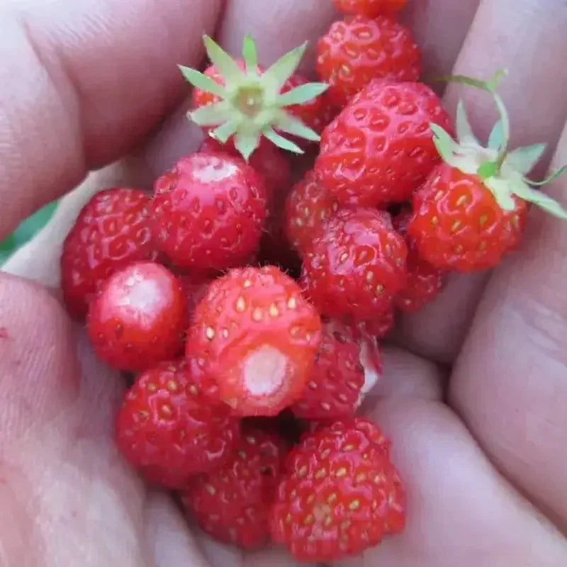 200 Wild Red Strawberry Seeds - Fragaria Vesca - Seed World