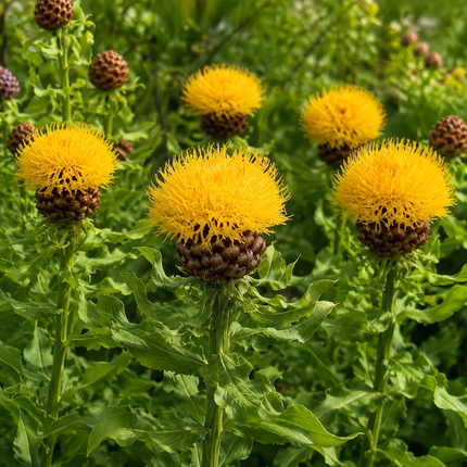 200 Yellow Globe Cornflower Seeds