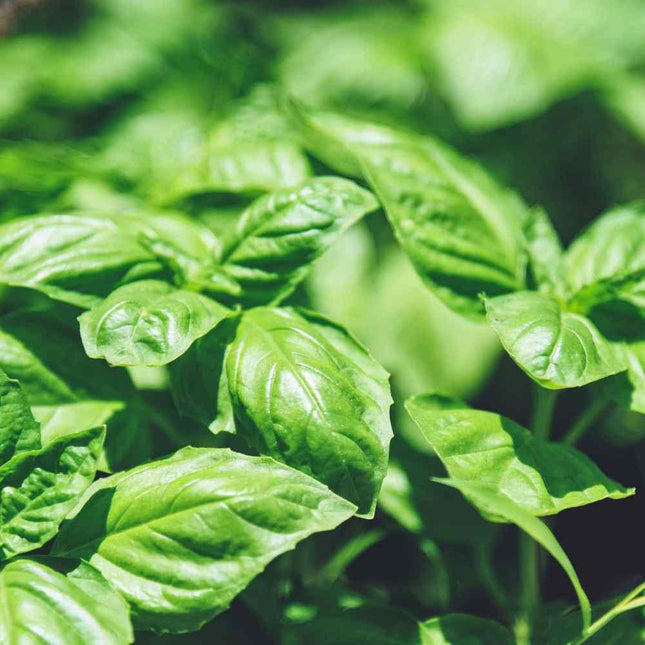 2000 Basil Seeds - Sweet Large Leaved - Seed World
