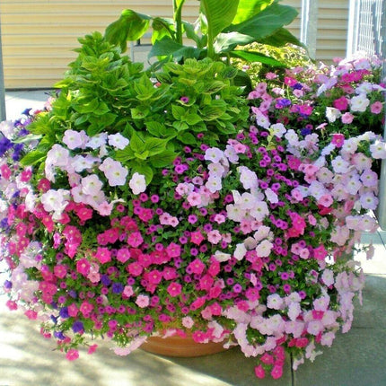 2000 Dwarf Petunia Flower Mix Seeds - Seed World