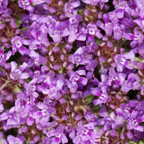 Close-up of purple flowers with green leaves