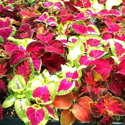 2000 Rainbow Mix Coleus Seeds - Seed World