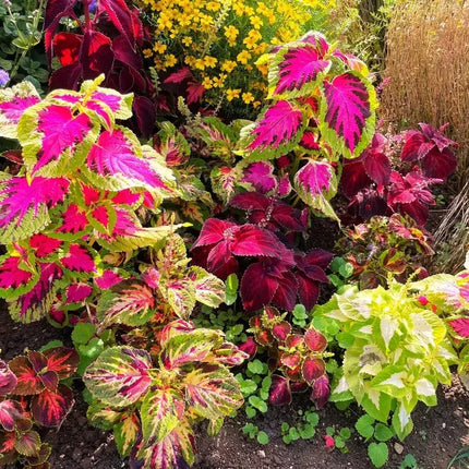 2000 Rainbow Mix Coleus Seeds - Seed World
