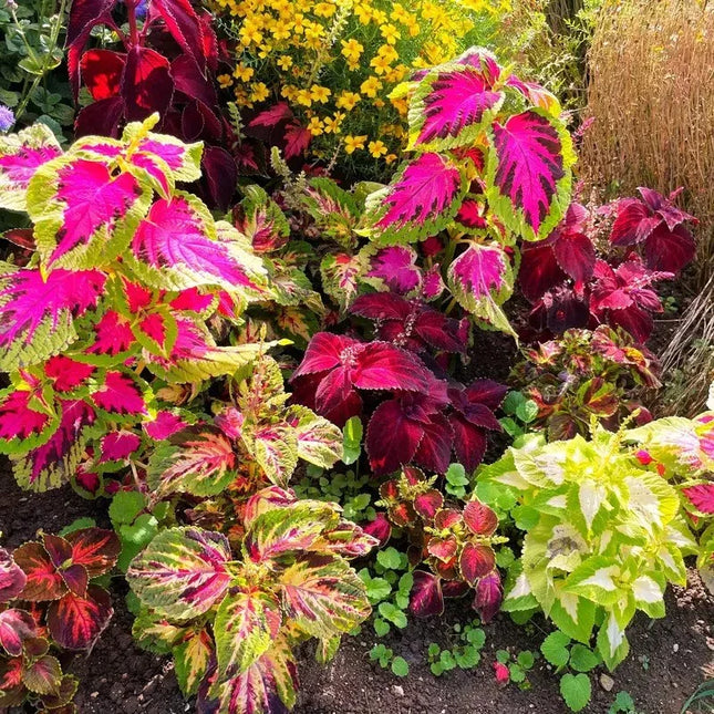 2000 Rainbow Mix Coleus Seeds - Seed World