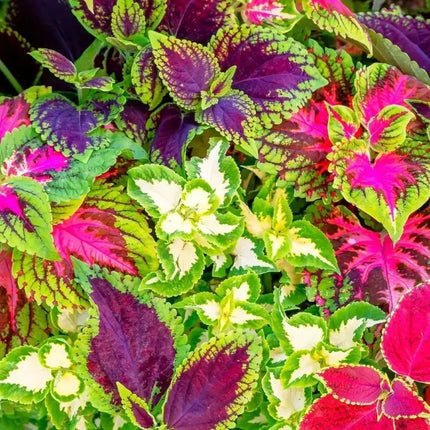 2000 Rainbow Mix Coleus Seeds - Seed World