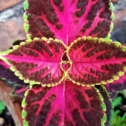2000 Rainbow Mix Coleus Seeds - Seed World