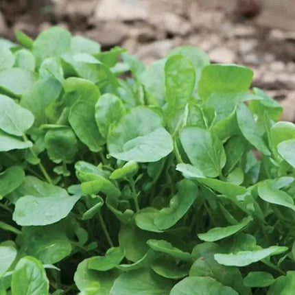 2000 Upland Cress Seeds - Seed World