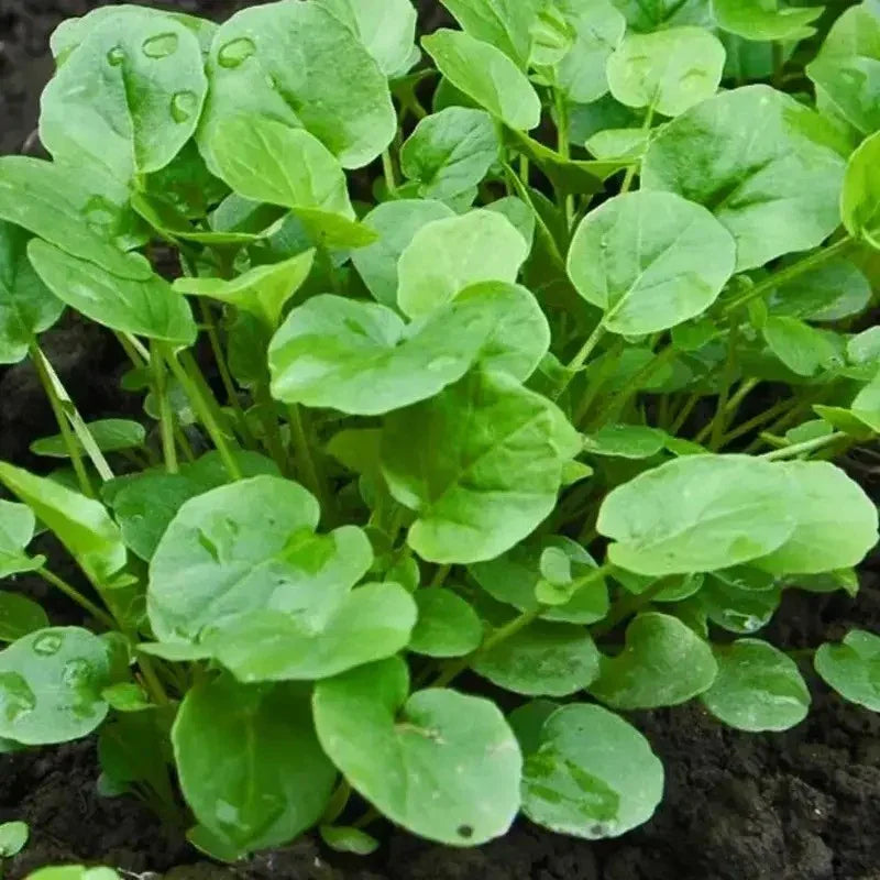2000 Upland Cress Seeds - Seed World