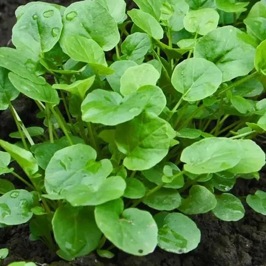 2000 Upland Cress Seeds - Seed World
