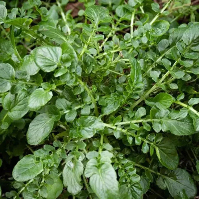 2000 Upland Cress Seeds - Seed World