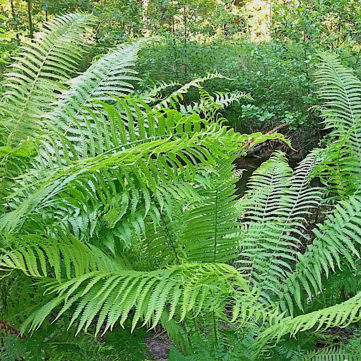 2000 Western Sword Fern Spores Seeds - Seed World