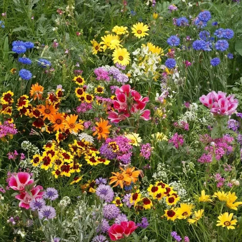 2000 Wildflower Mix Seeds - Seed World