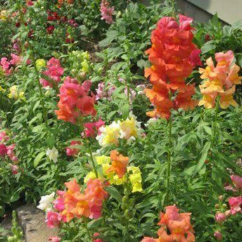 2000 Snapdragon Corona Mix Seeds