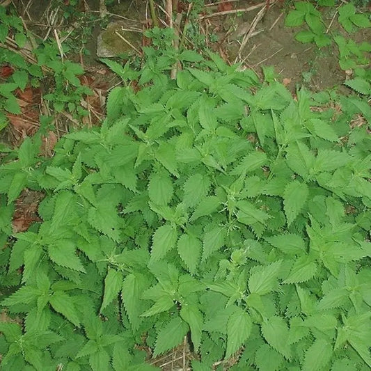 Close-up of green leafy plants on a natural background