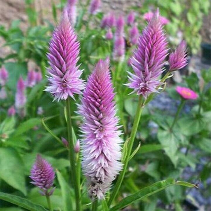 200 Celosia Spicata Flamingo Seeds