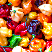 20 Habanero Pepper Rainbow Mix Seeds